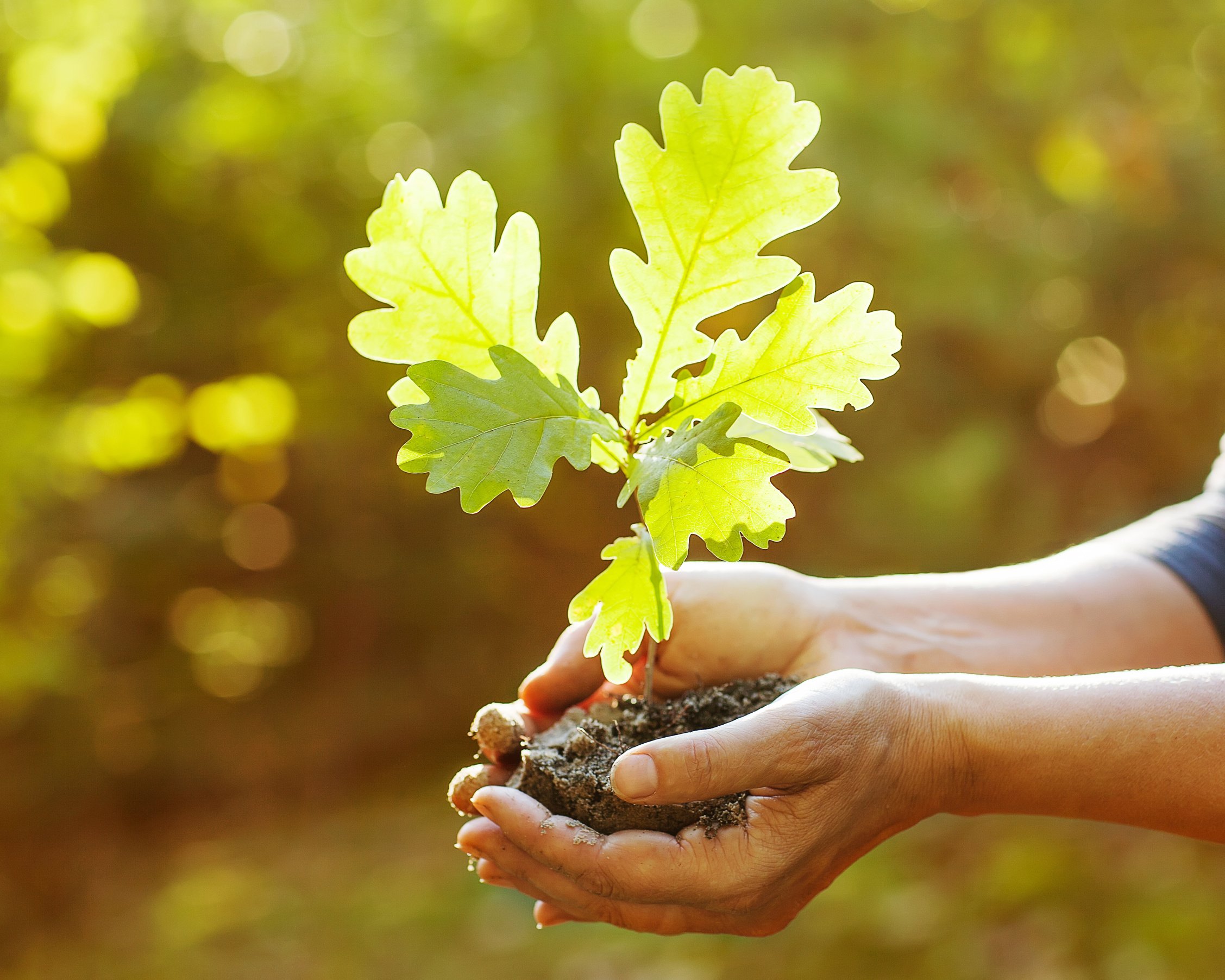 Planting a new oak tree